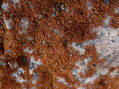 Lecanoromycetes