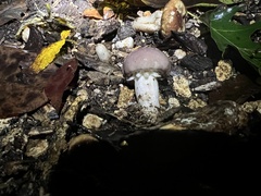 Stropharia rugosoannulata