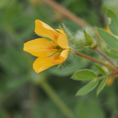 Kallstroemia grandiflora