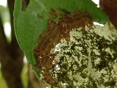 Thyrassia