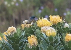 Anthobaphes violacea