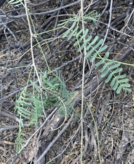 Prosopis glandulosa