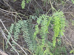 Prosopis glandulosa