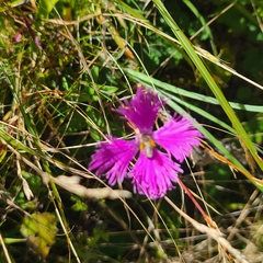 Dianthus longicalyx