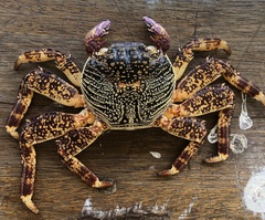 Grapsus