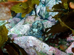 Macroctopus maorum