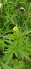Ranunculus pensylvanicus