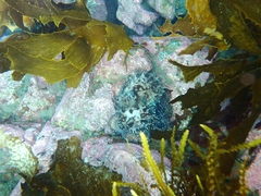 Macroctopus maorum