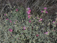 Sphaeralcea fendleri