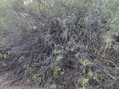 Prosopis glandulosa