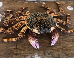 Grapsus