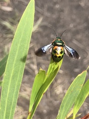 Scutiphora pedicellata