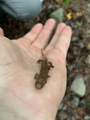 Desmognathus orestes