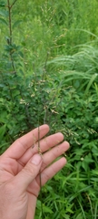 Poa palustris