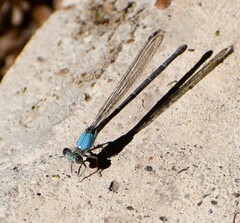 Argia moesta