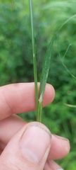 Poa palustris