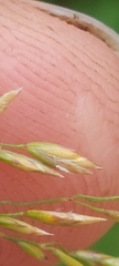 Poa palustris