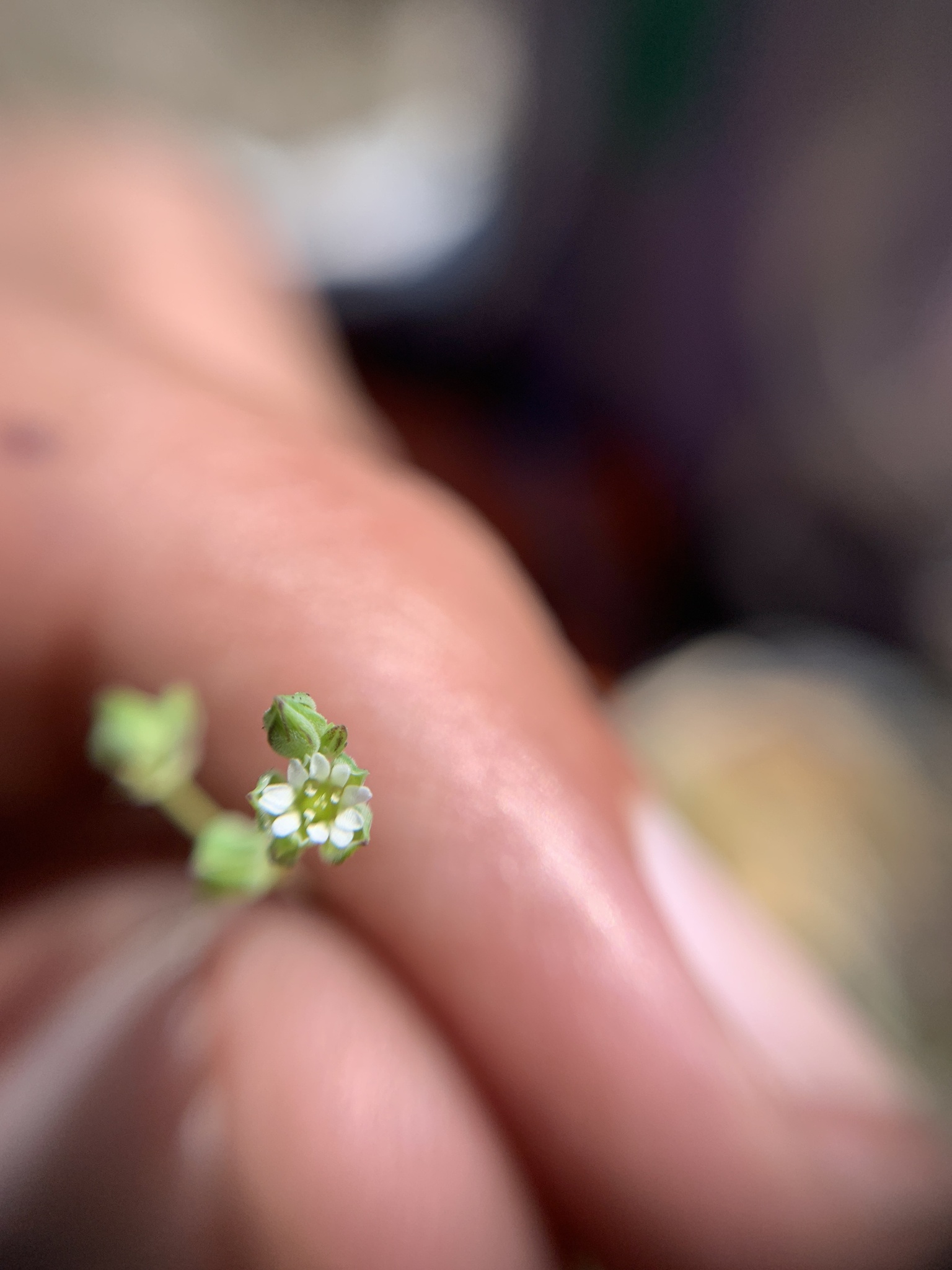Drymaria anomala