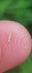 Poa palustris