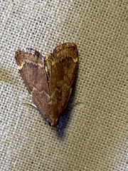 Hypsopygia intermedialis