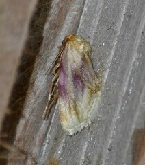 Chamaeclea basiochrea