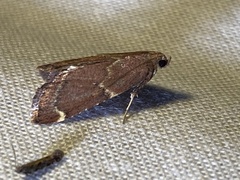 Hypsopygia intermedialis