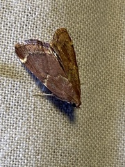 Hypsopygia intermedialis