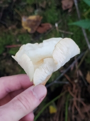 Hygrophorus chrysodon