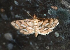 Hileithia magualis