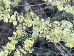 Atriplex polycarpa