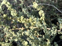 Atriplex polycarpa