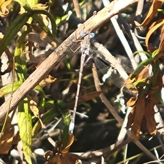 Lestidae
