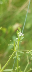 Galium tinctorium