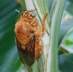 Neoxylocopa