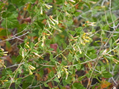 Brickellia californica