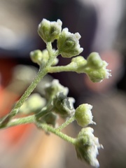 Parthenium bipinnatifidum