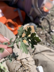 Parthenium bipinnatifidum