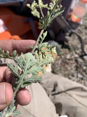 Parthenium bipinnatifidum