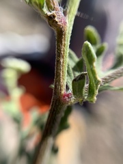 Parthenium bipinnatifidum