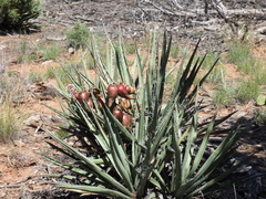 Yucca baccata
