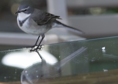Motacilla capensis capensis