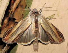 Cucullia convexipennis
