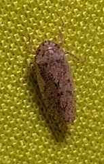 Curtara insularis
