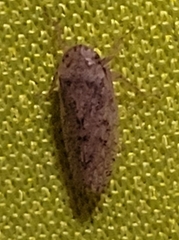 Curtara insularis
