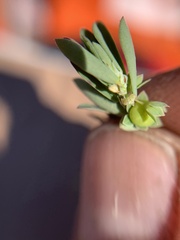 Lysimachia minima