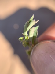 Lysimachia minima