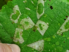 Phyllonorycter lucetiella