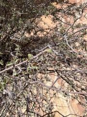 Amelanchier utahensis