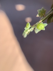 Lysimachia minima