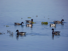 Branta bernicla